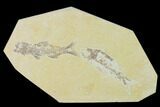 Rare, Amphiplaga With Knightia Fossil Fish #138623-1